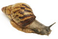 Archachatina adelinae Cameroon adult